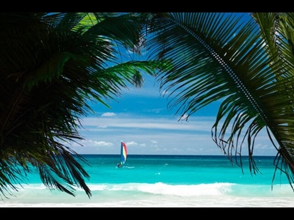 Shot through palm trees looking out towards a sailboat on the ocean.