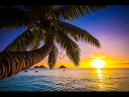 Shot overlooking the water through palm tree prawns, Big Island, Hawaii. 