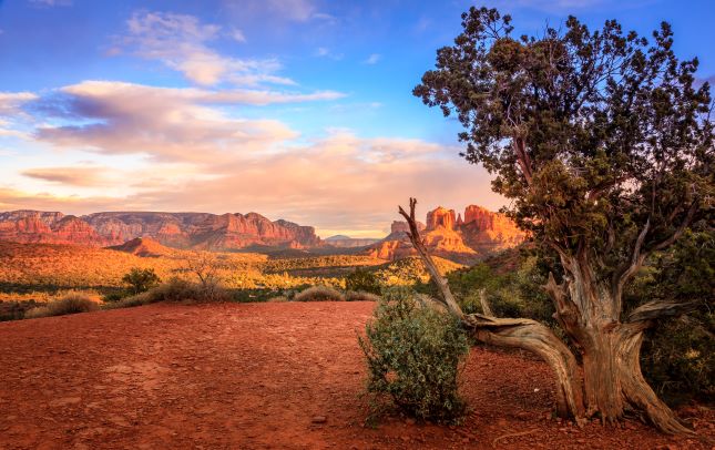 Stunning desert vista with old tree in foreground, Sedona, Arizona.