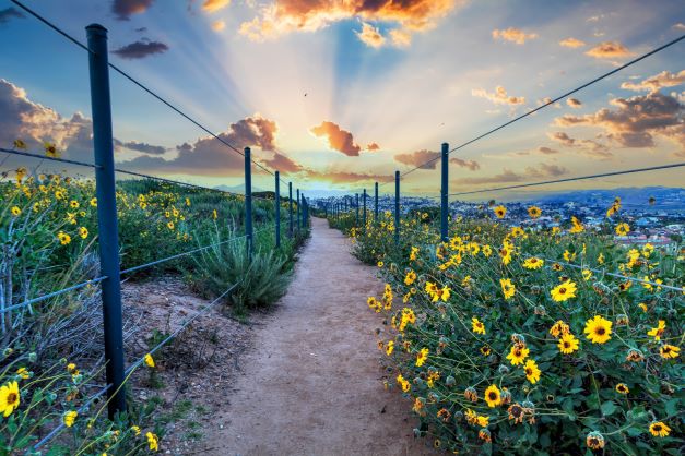 Stunning wild flower-lined hiking trail, sunrising above the horizon ahead, Dana Point, California. 