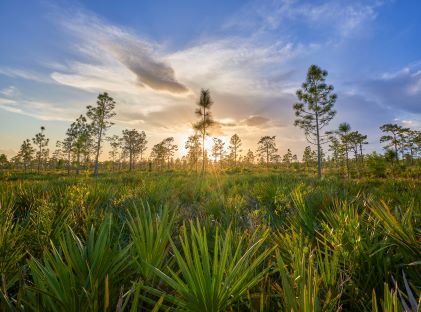 Sunset at Hal Scott Preserve and Park, a woodlands park near the Econolockhatchee River and Orlando, Florida