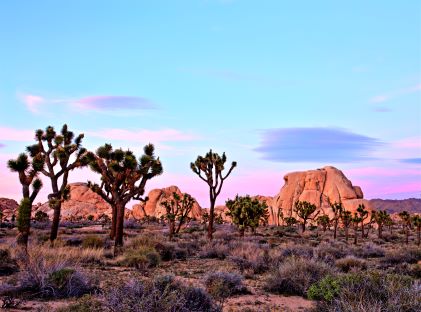 Joshua trees at sunset at the Joshua Tree National Park in California