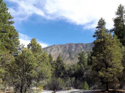 Fletcher Canyon at Mount Charleston near Las Vegas, Nevada