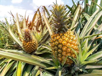 Two pineapples on the bush on a sunny day