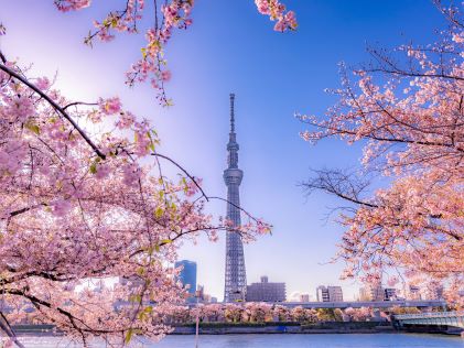 Cherry blossom trees in Tokyo at Asakusa