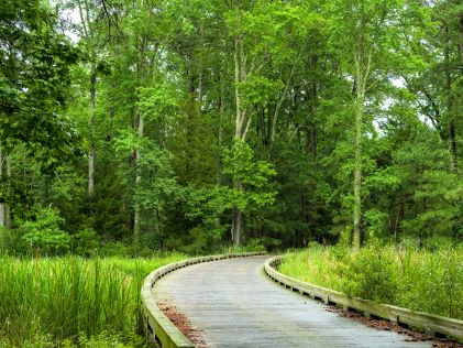 A wooden boardwalk through a forested area as part of Island Loop Drive, Jamestown, Virginia