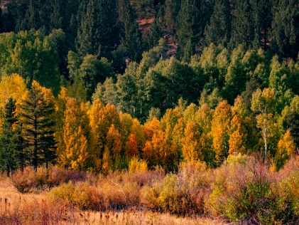 Fall foliage against dark green pines in Mount Charleston near Las Vegas