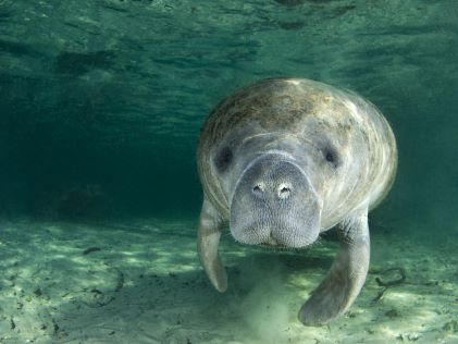 Manatee swimming in water