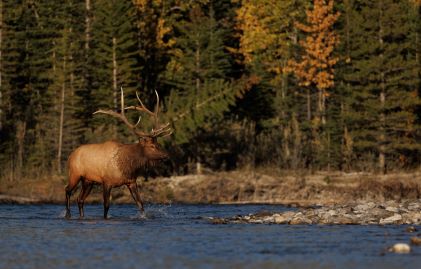 Wild moose, fall foliage in background, mountain river, Breckenridge, Colorado.